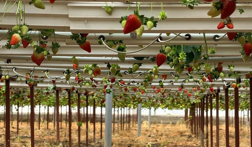 Almanya’da eğitimi kaptı, Serik’te üretime başladı: Çilekleri dünya pazarında!