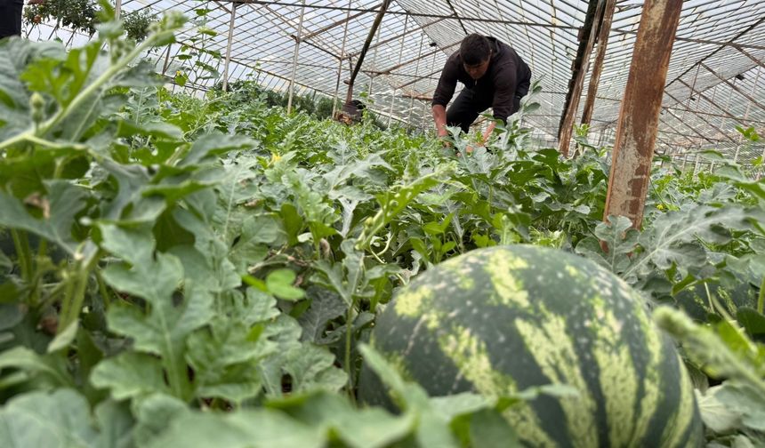 Kumluca çekirdek karpuzunda hasat başladı: Kilosu 60 TL