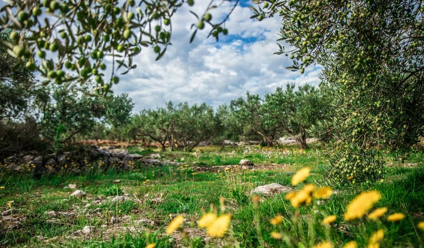 Antalya’nın zeytinyağında yeni merkezi Aksu: 120 tonluk dev tesis geliyor