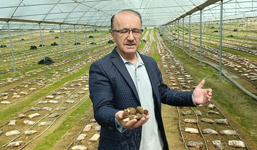 Manavgat’ta bir ilk: Kuzugöbeği mantarı artık seralarda yetiştiriliyor