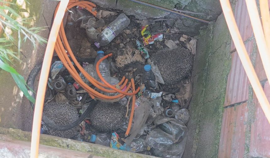 Manavgat’ta ‘özgürlük’ operasyonu: Mahsur kalan serçe ve kirpiler doğaya döndü