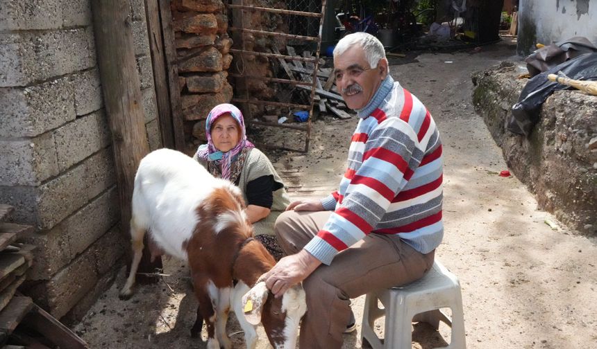 Konyaaltı’nda keçi çiftçisinin yıllık emekleri tek şikayetle tehlikeye girdi