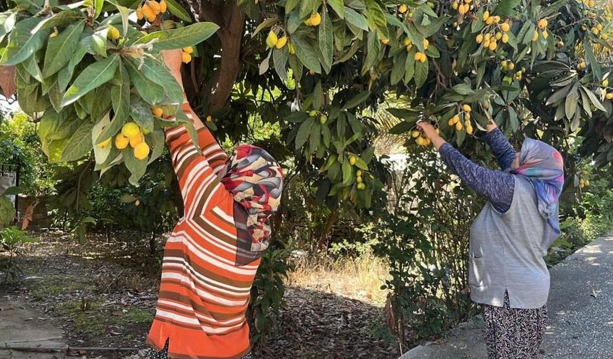 Yeni dünyayı kimse istemedi: Ücretsiz dağıttı