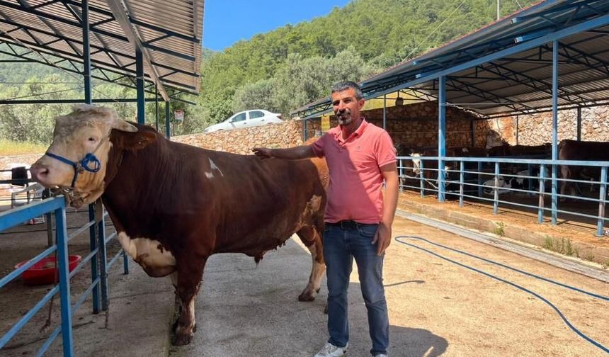 Alanya'da 1 ton 200 kilogramlık dana 450 bin TL'ye alıcı buldu