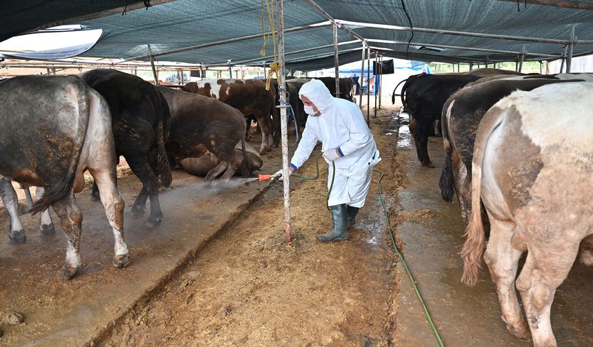 Kurbanlık alacaklar dikkat: Antalya’da kurban satış alanlarında önlem alındı