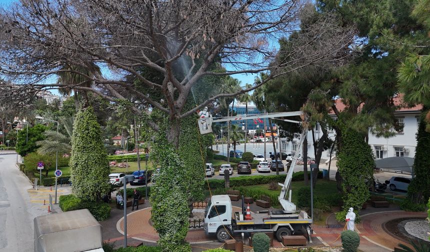 Alanya’da çam kabuk böceğine karşı ortak mücadele başlatıldı