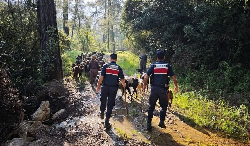 Keçiler için seferberlik: Jandarma 41 hayvanı buldu