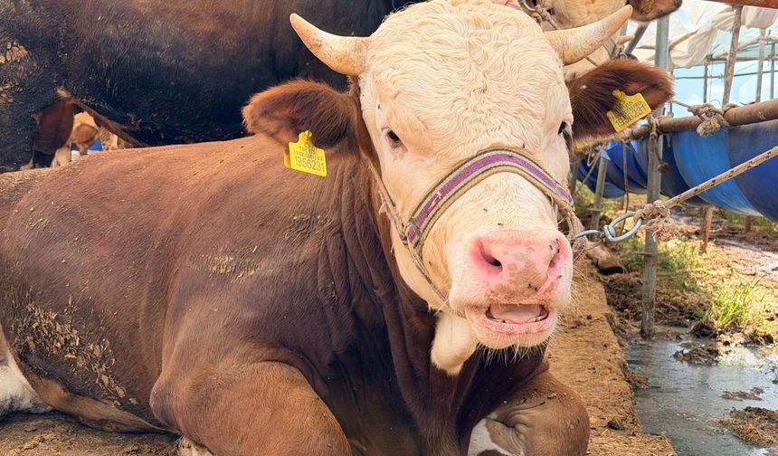 Kepez Belediyesi’nden vatandaşlara ücretsiz kurban kesim hizmeti