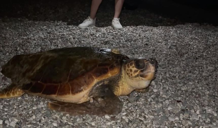Konyaaltı sahilinde şaşırtan görüntü: Büyüklüğü dikkat çekti
