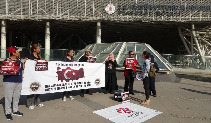 Nekropol Müzesi’nde güvercinler ölüm tuzağına takılıyor