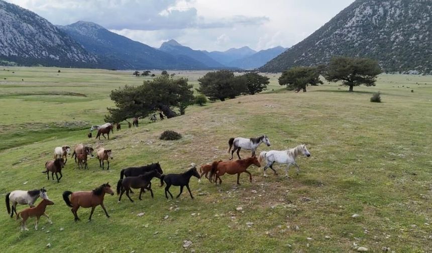 Toroslarda görüntülendi: Yüzlerce yılkı atı özgürce dolaşıyor