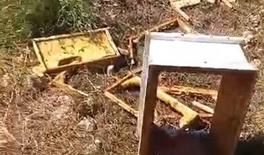 Alanya’da arı kovanlarına ayı saldırısı: Yüzlerce kovan zarar gördü