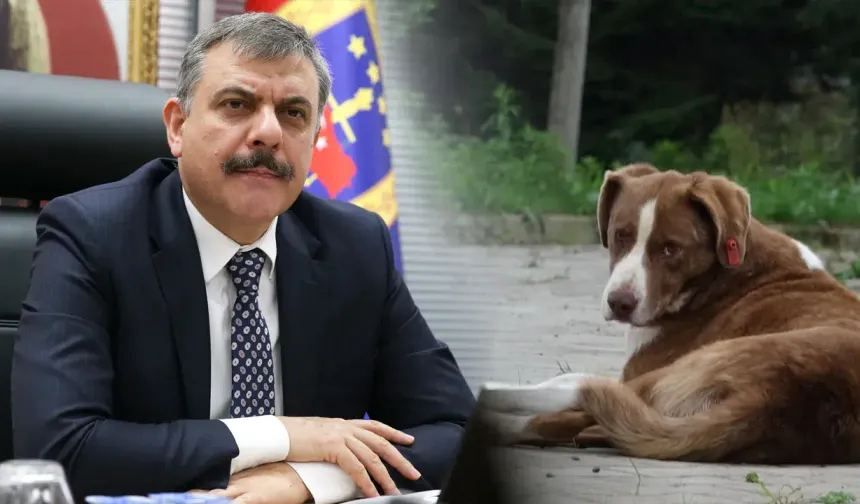Bakan Çiftçi: "Yıl başına kadar sokak köpeklerinin hepsini barınaklara toplatacağım"