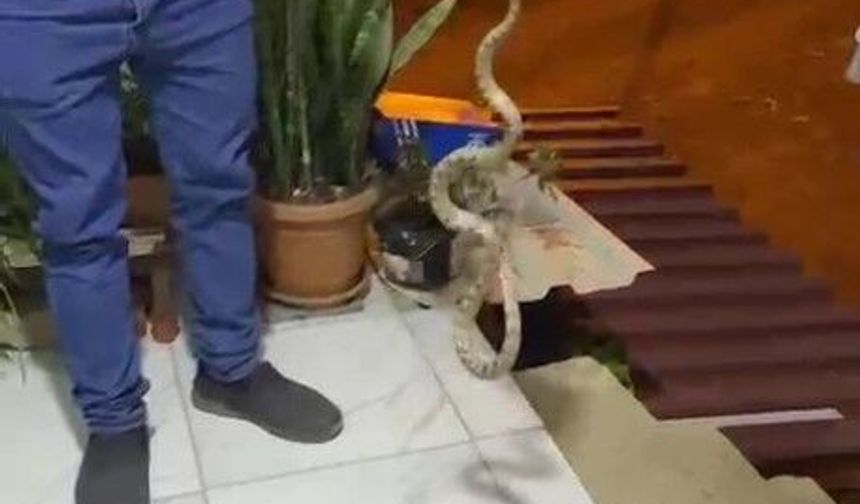 Evine giren yılanı “Kafanı ez*rim” diyerek doğaya bıraktı