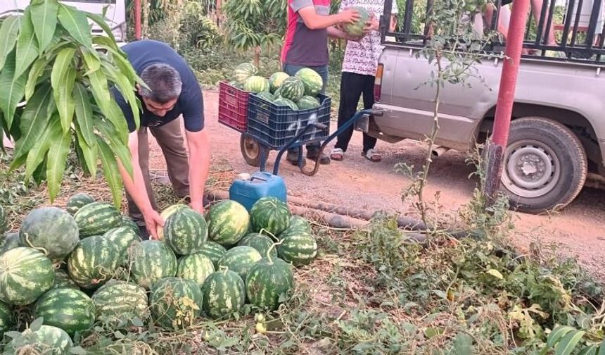 Gazipaşalı hayırsever çiftçiden 10 ton karpuz bağışı