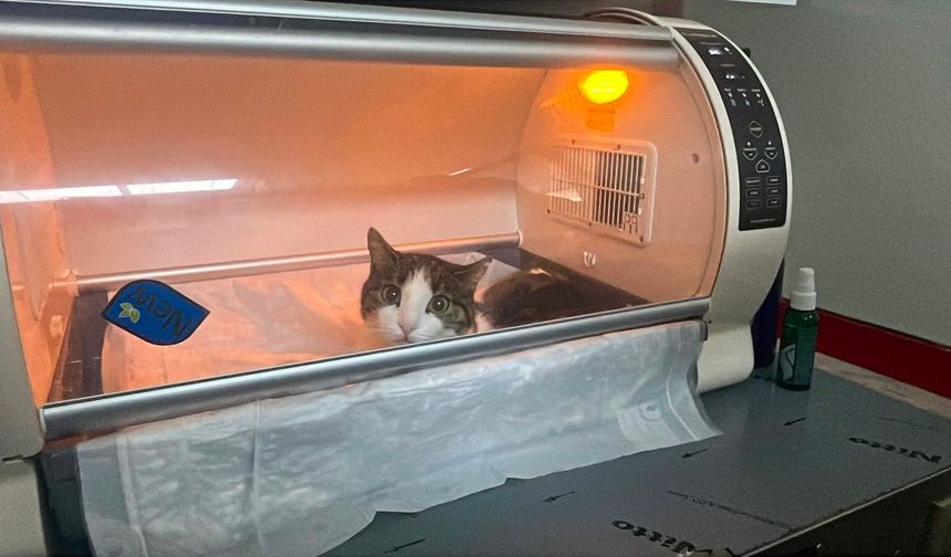 Alanya’da korkutan olay: Kedi Fıstık’tan 400 gramlık kist çıkarıldı