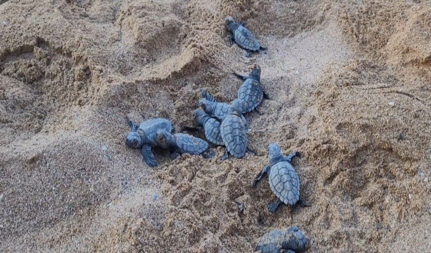 Antalya’da Caretta caretta yavruları denizle buluşmaya başladı! 20 bin yavru bekleniyor