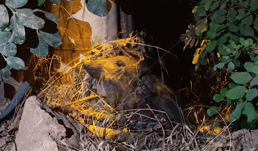 Antalya’da vicdanları yaralayan olay! Yaralı domuz yavrusu elektrik direğine bağlı halde bulundu