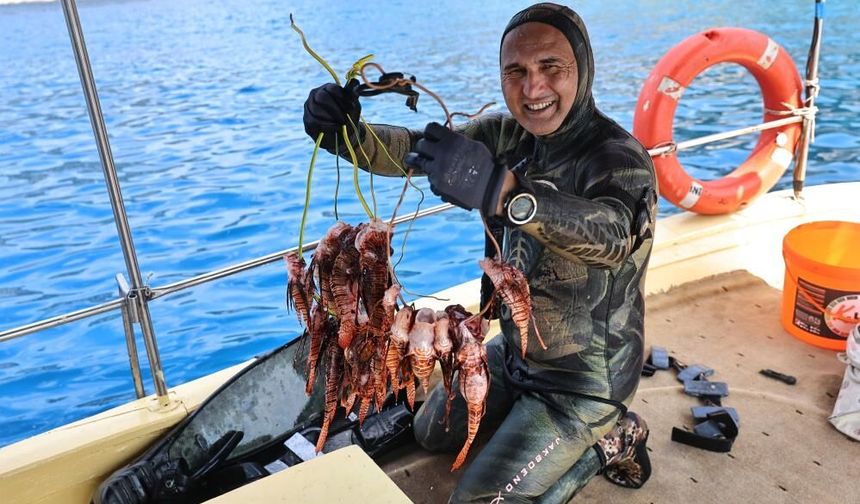Demre'de aslan balığı avı: 151 istilacı tür yakalandı