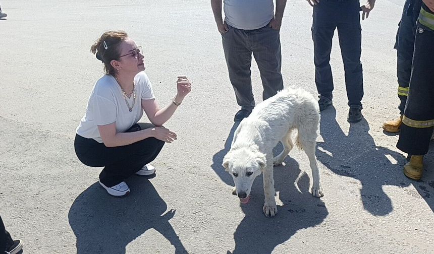 Günlerdir duyulan sesin sırrı ortaya çıktı! Gözyaşları sel oldu