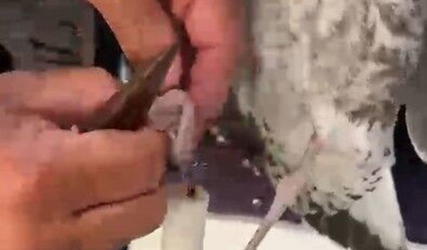 Misinaya dolanan martıyı dikkatli balıkçılar kurtardı