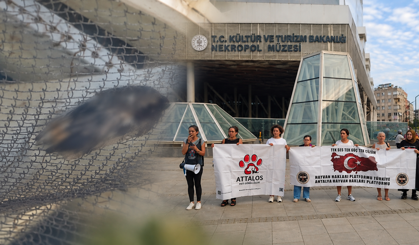 Antalya’da Nekropol Müzesi için kritik soru: “Kaç kuş daha ölmeli?”
