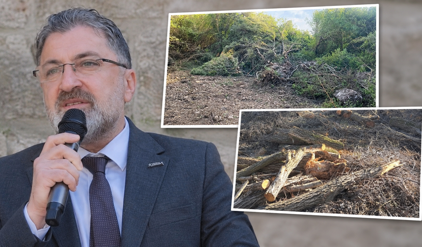 Serik’te 420 çam ağacı kesildi! Başkan Kumbul nedenini açıkladı