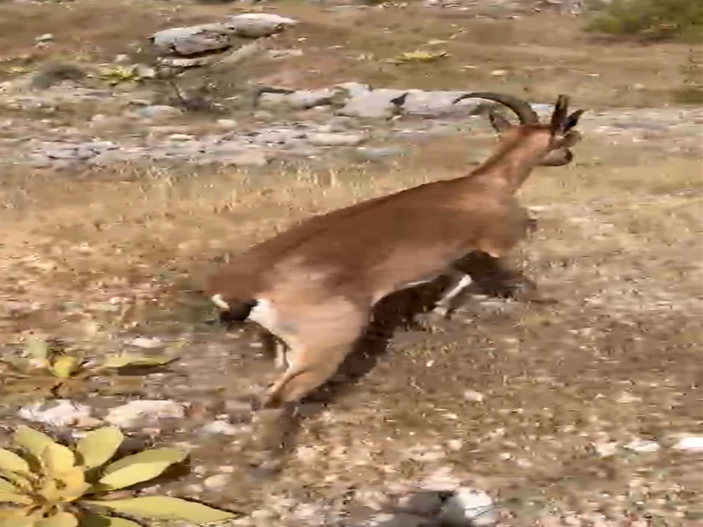 Bitkinhaldebulundudoğayasalindi