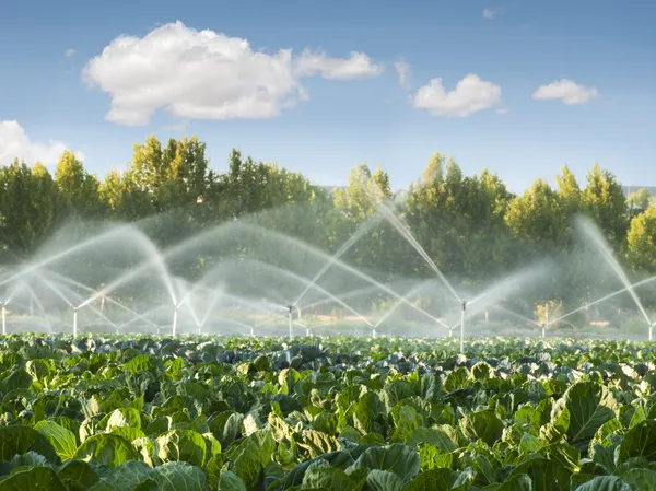 Depositphotos 13526858 Stock Photo Irrigation Systems In A Vegetable