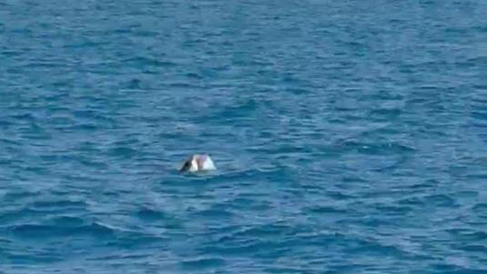 Turistlerebeklenmediksurpriz