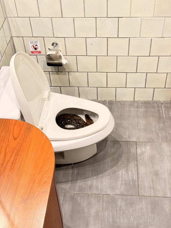 Tuvalettendevpitoncikti