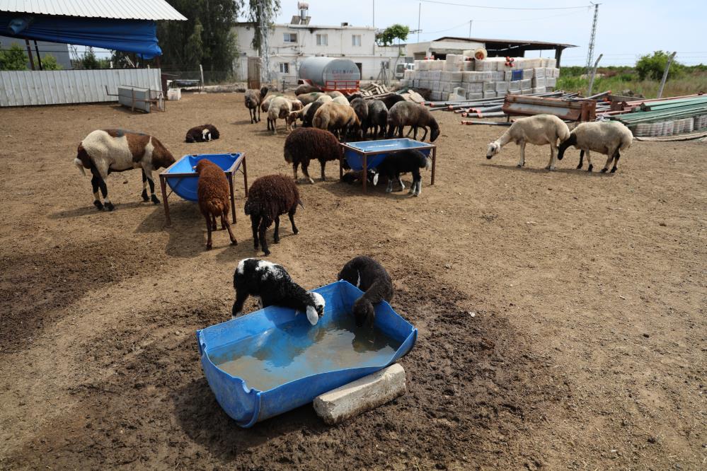 Zehir77Koyunutelefetti