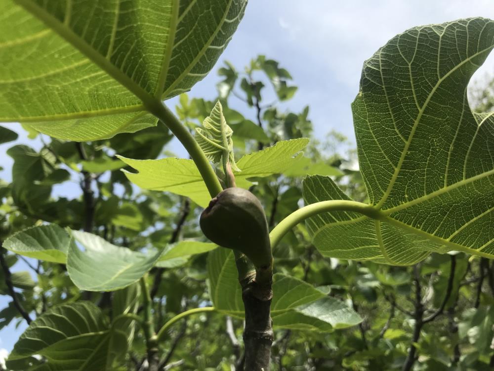 Antalyabahcelerindehastaliklamucedelebasladi