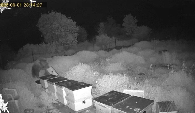 Arikovanlariayisaldirisi