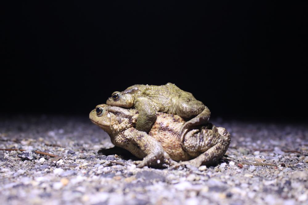 Kendisi 15 Bacagi 45