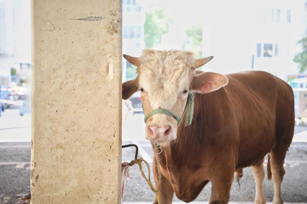 Konyaaltibelediyesiucretsizhizmet