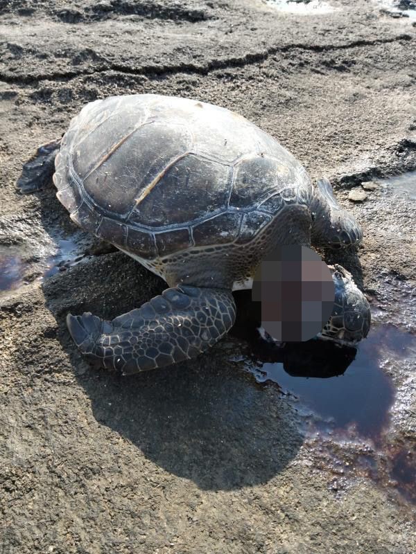 Korumaaltındacarettacarettaolubulundu