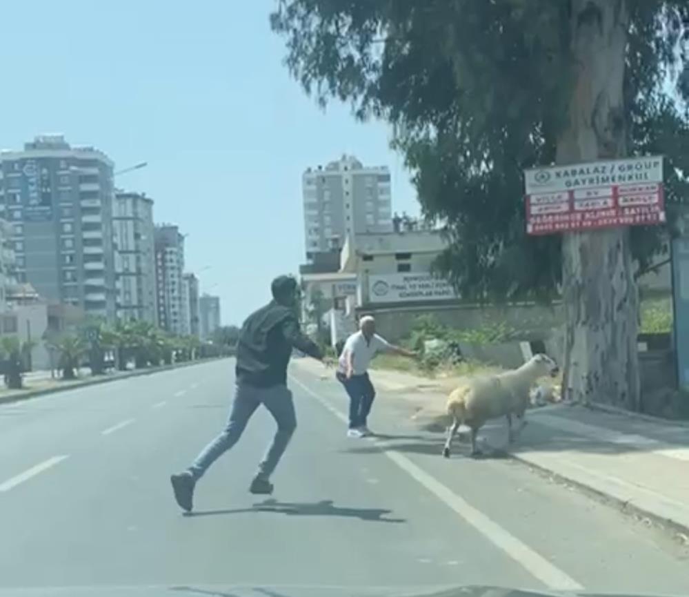 Koyunlarkactisahiplerikovaladi