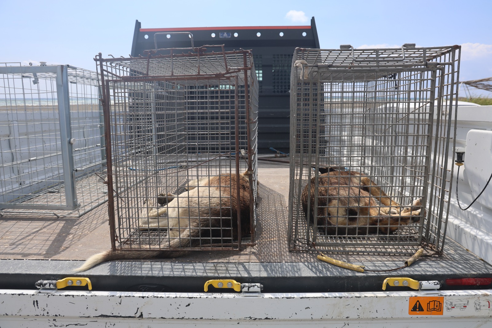 Kuduzkarantinasindakimahalledekopeklertoplaniyor