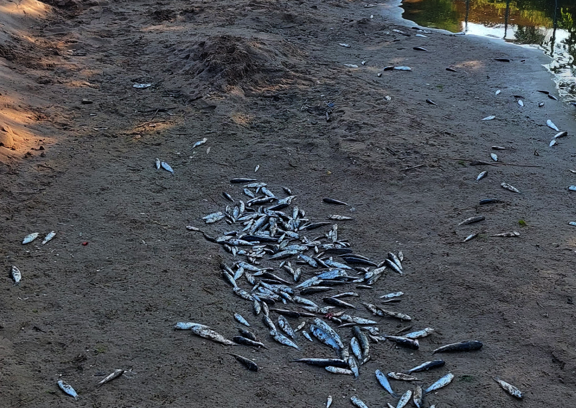 Manavgattaolubaliklarkiyiyavurdu1