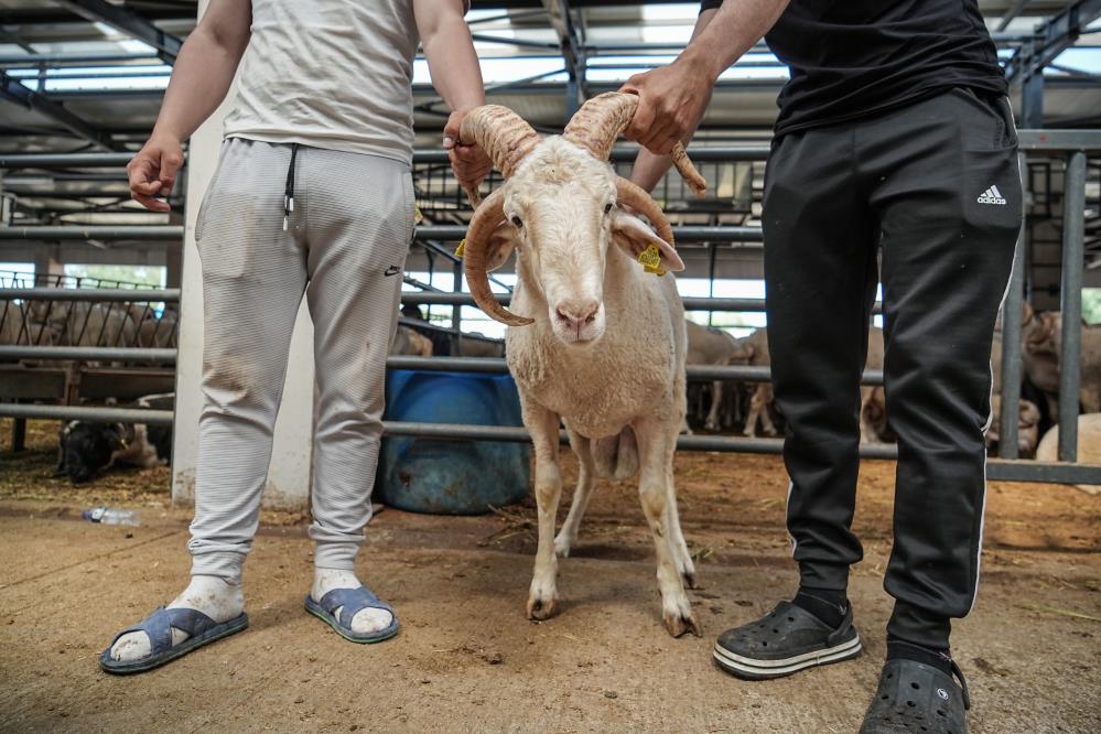 Pazarinenpahalikurbani