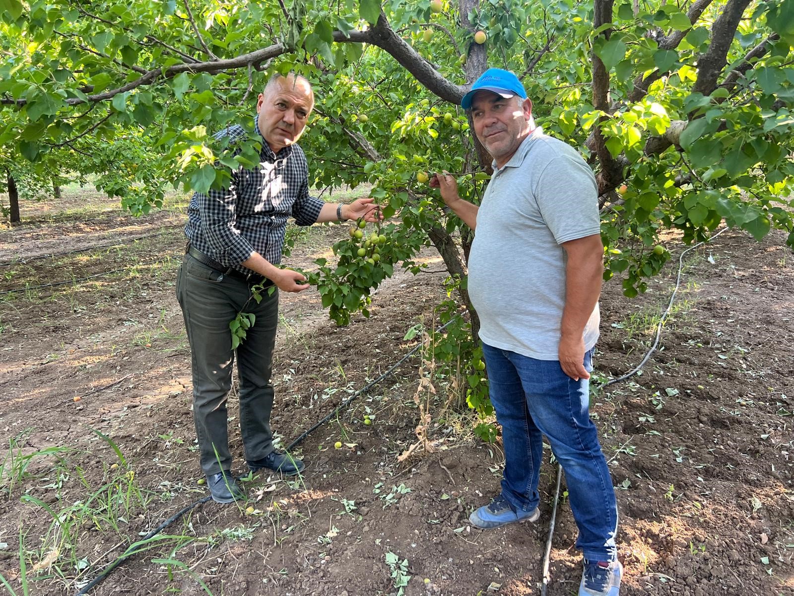 2Milyonuparafinmumyakarakkurtardi