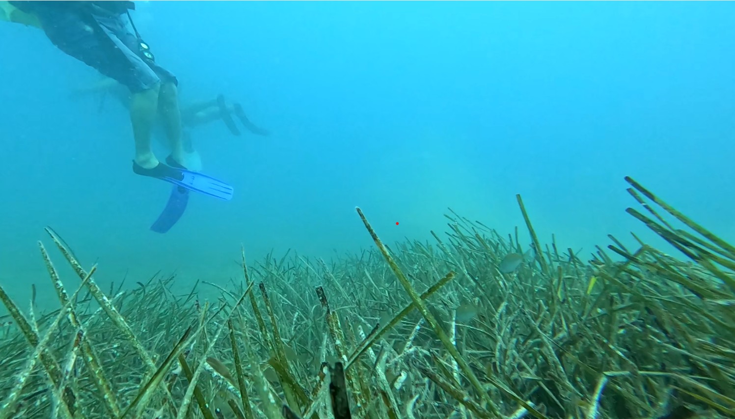 Akdenizdedenizcayirlarinanneslitukenmekuzere