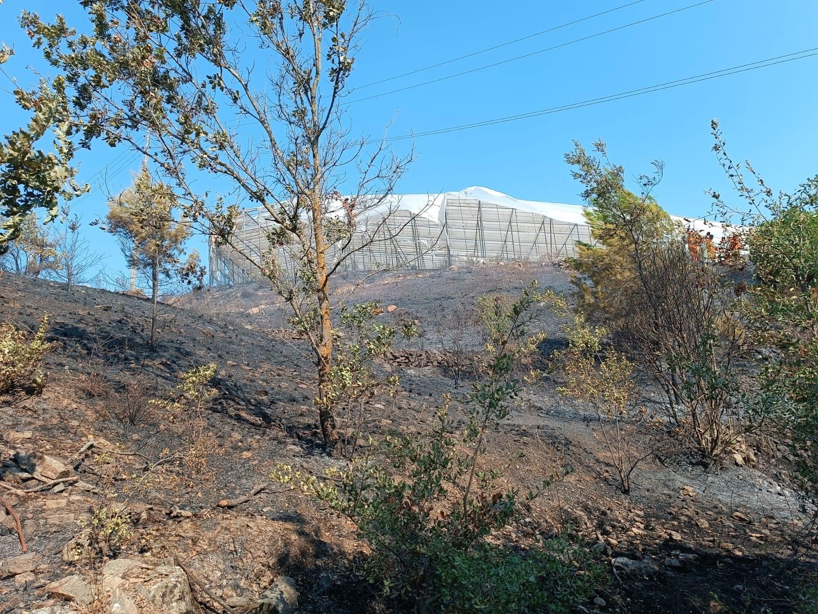 Alanyadamakilikalandayanginpaniği