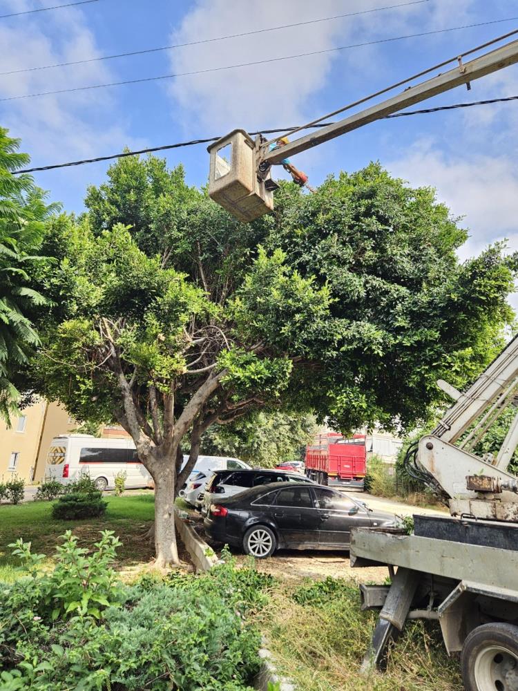 Alanyaelektrikyanginonlem