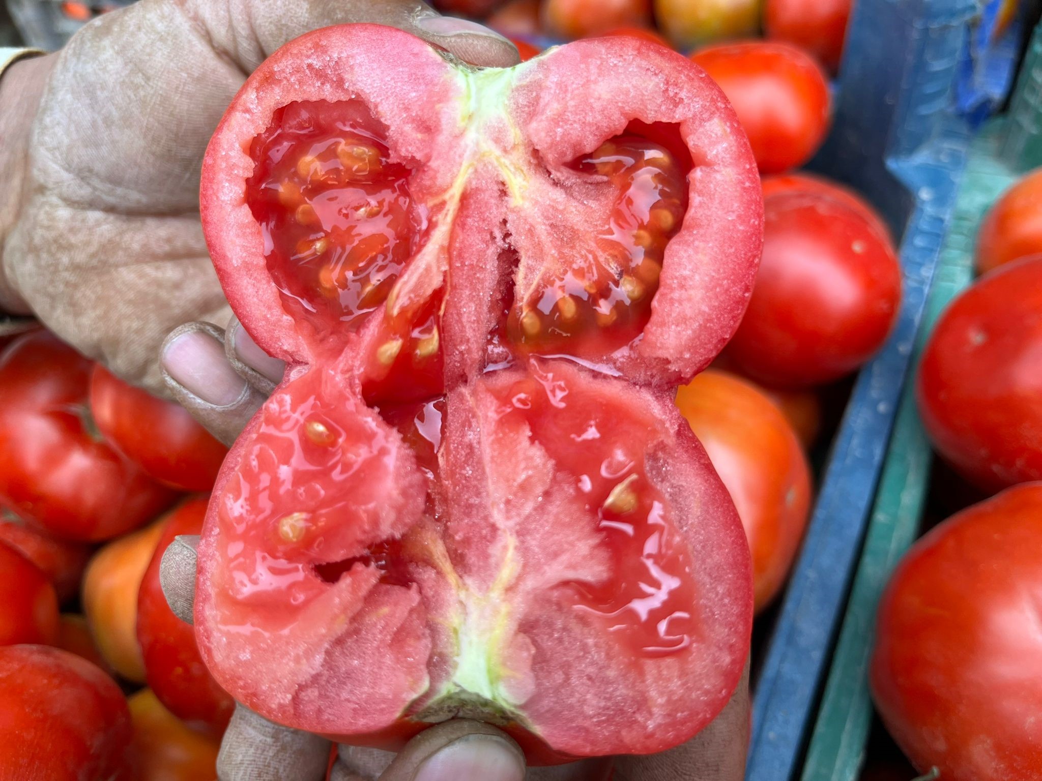 Antalyadadomatesfiyatlariyukseldi (2)