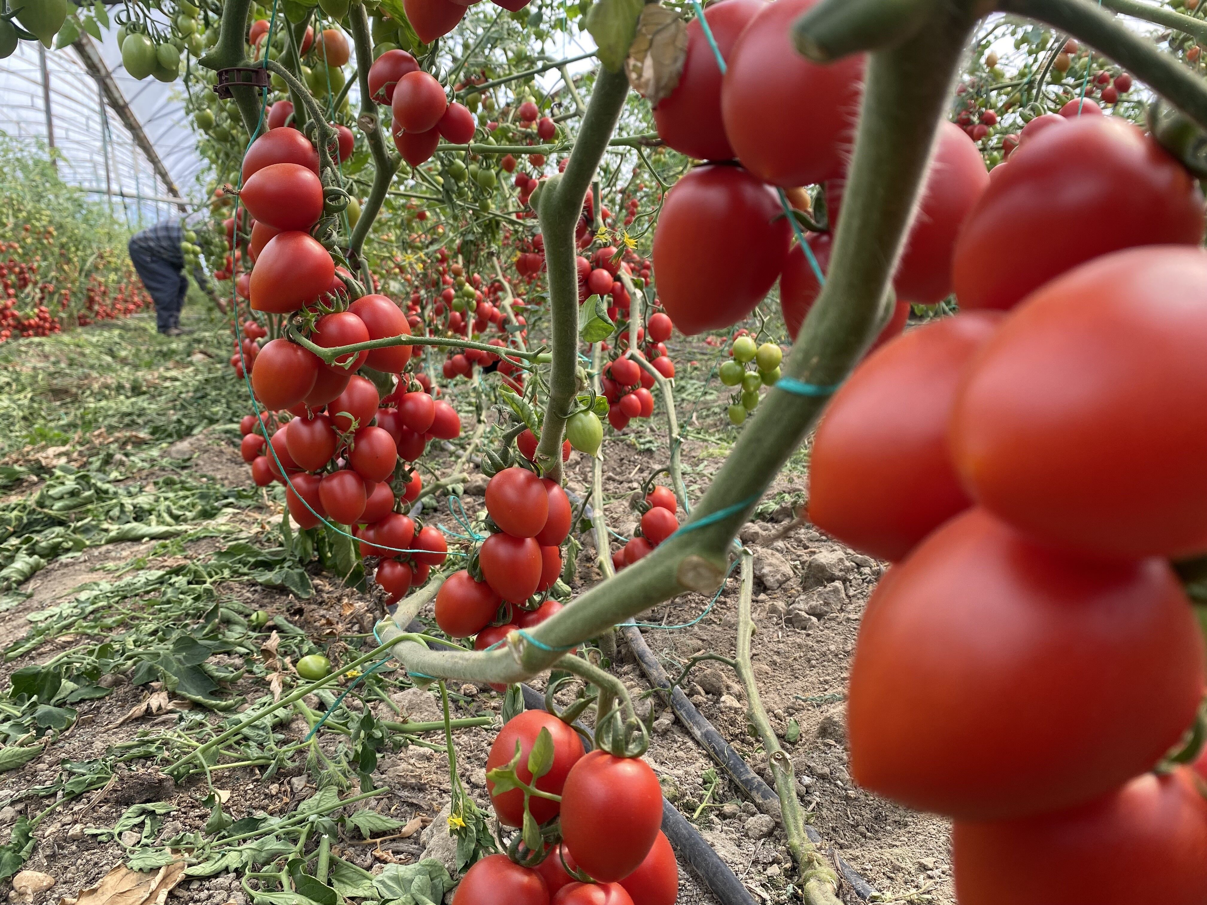 Antalyadadomatesfiyatlariyukseldi