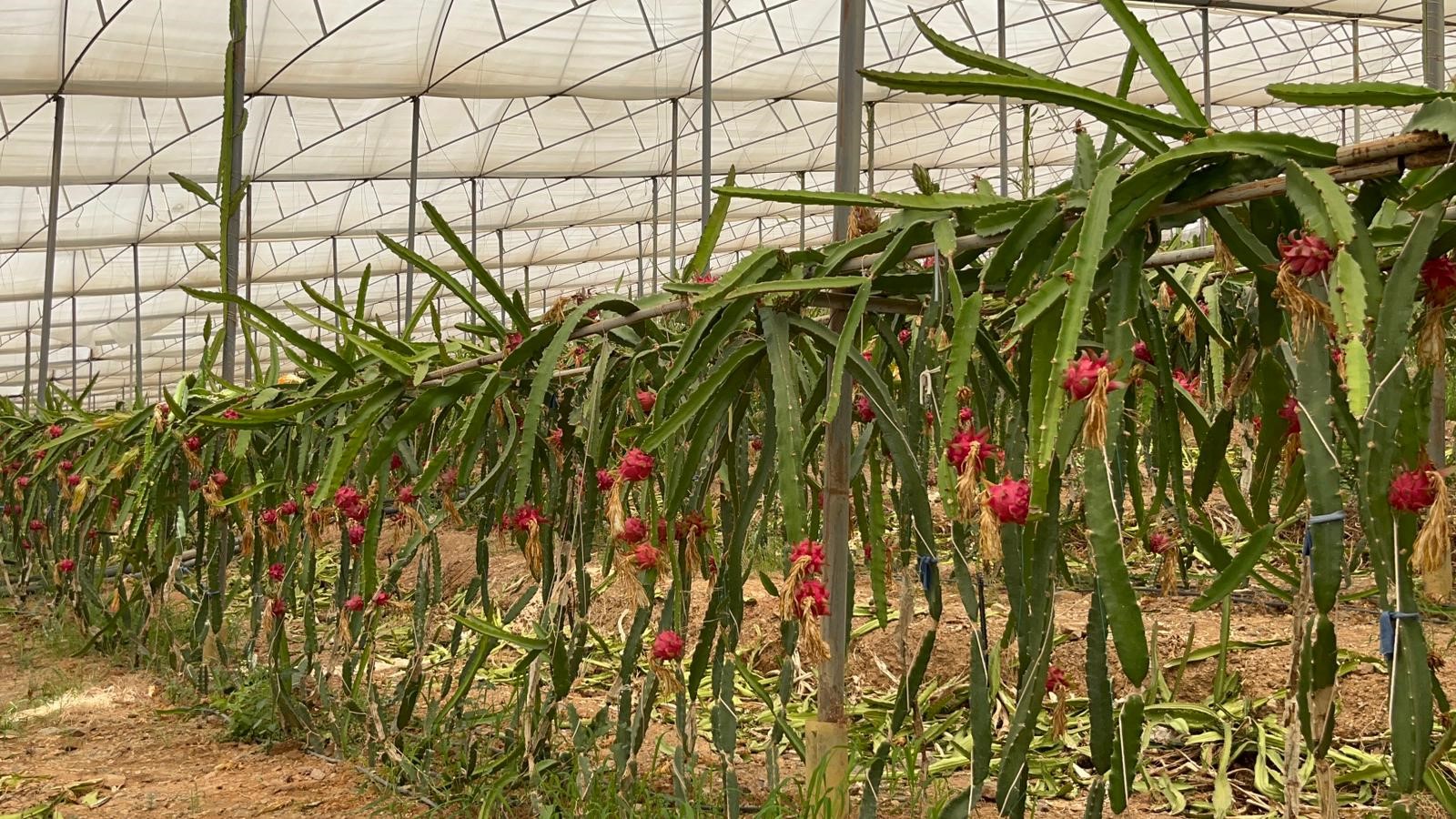 Antalyadaejdermeyvesiuretciyiguldurdu