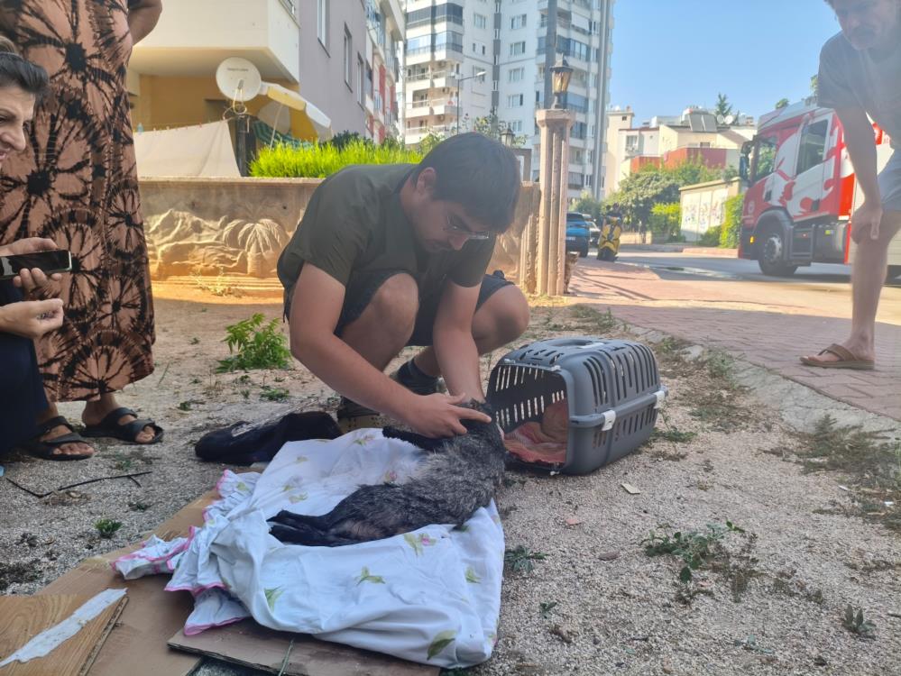 Antalyadaevyanginikediyikurtardilar