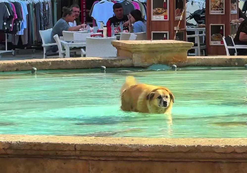 Antalyasicaklarindankactilarsushavuzundaserinlediler